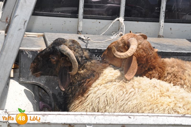 sol7desoqylud615 (66).JPG